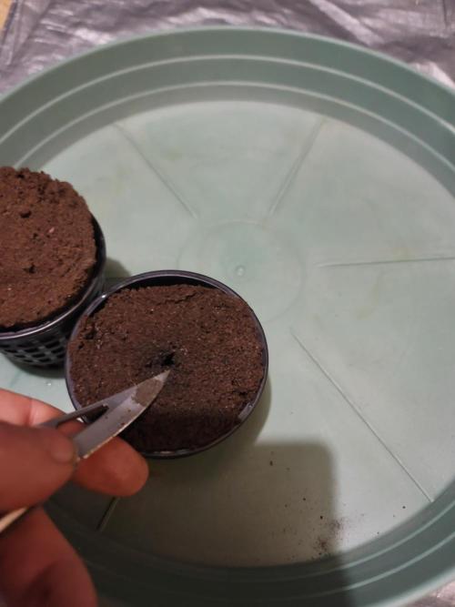 Evil's Dwc Autos. Week 0 - Little recharge get them going good.