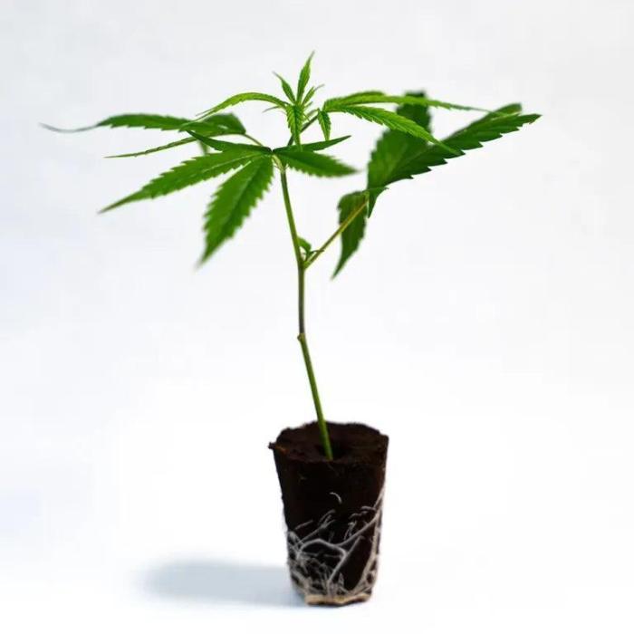 GG4 US CUT. Week 1 - Heute angekommen und in light Mix rein getan 