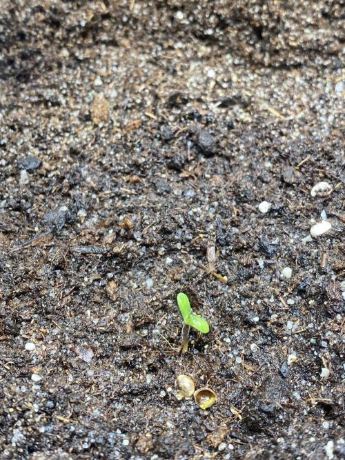 1/2026 auto. Week 0 - Když se ukázaly první lístky ,můj nejlepší vyhulený plán byl 24/0 lampa na maxim