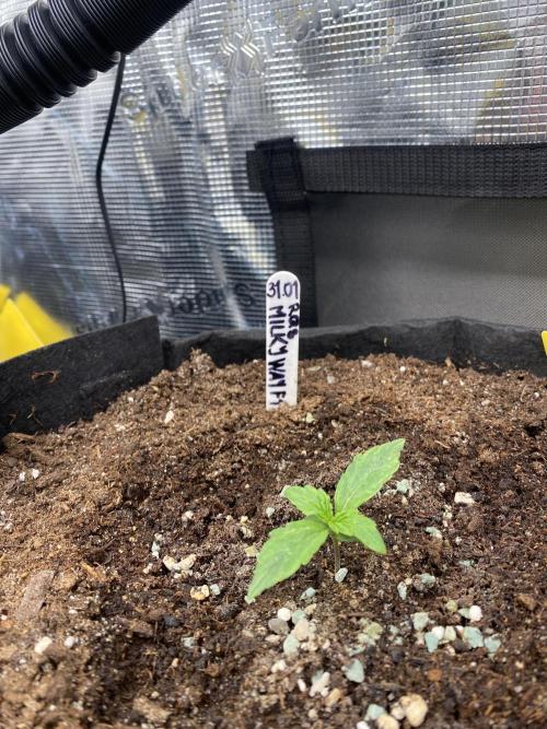 1/2026 auto. Week 0 - Kalamita zastavena , teď jen čekat co poseru příště 