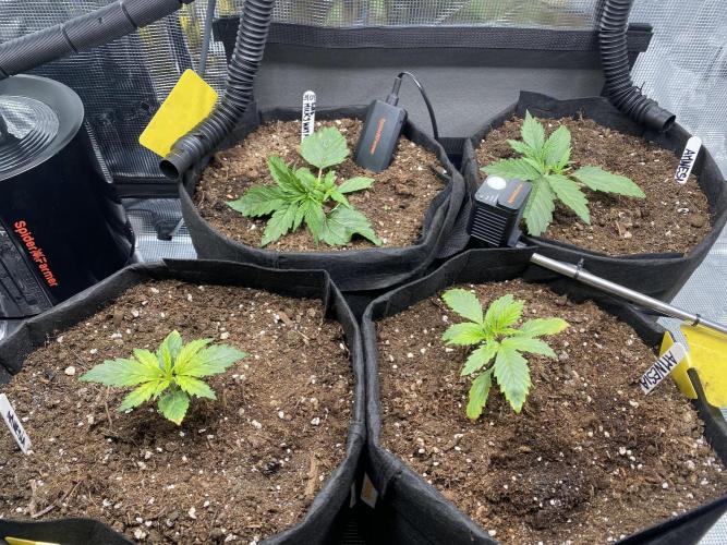1/2026 auto. Week 2