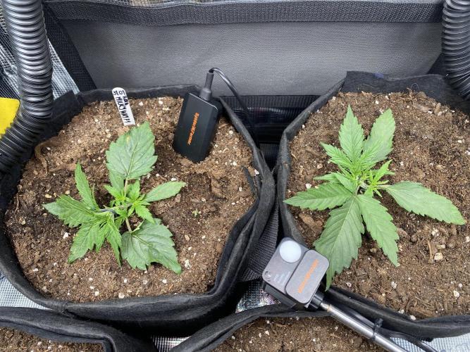 1/2026 auto. Week 2