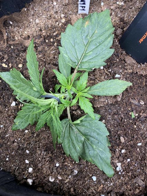 1/2026 auto. Week 2