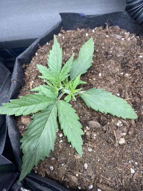 1/2026 auto. Week 2