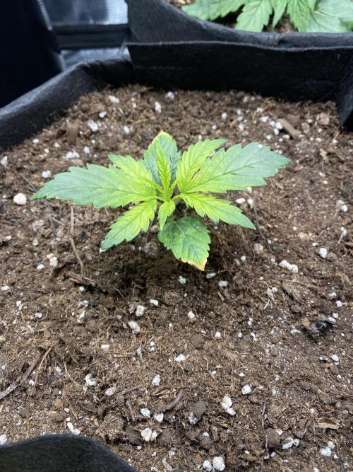 1/2026 auto. Week 2