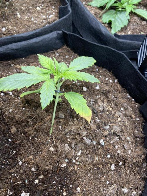 1/2026 auto. Week 2
