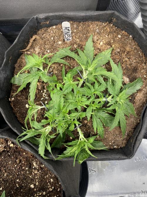 1/2026 auto. Week 3 - Na tohle se dá koukat 
15ti hlavá saň