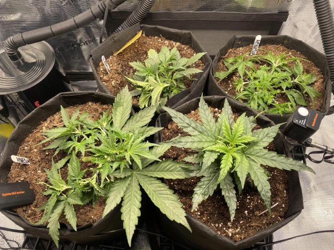 1/2026 auto. Week 3 - ☺️