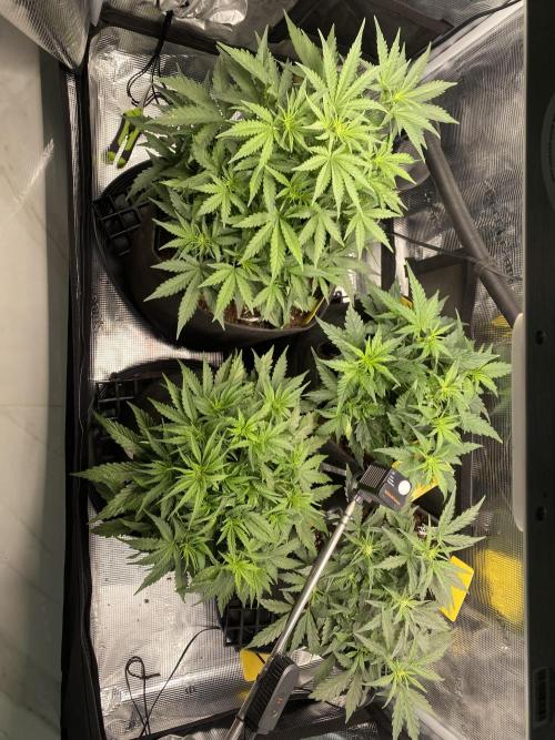 1/2026 auto. Week 4