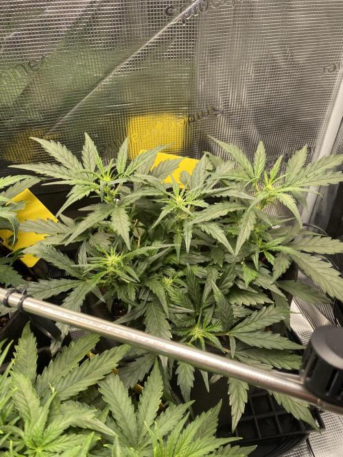 1/2026 auto. Week 4