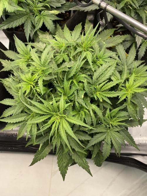 1/2026 auto. Week 4