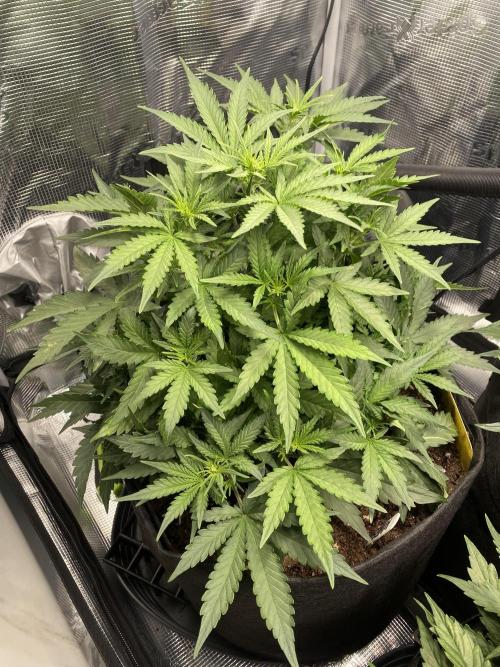 1/2026 auto. Week 4