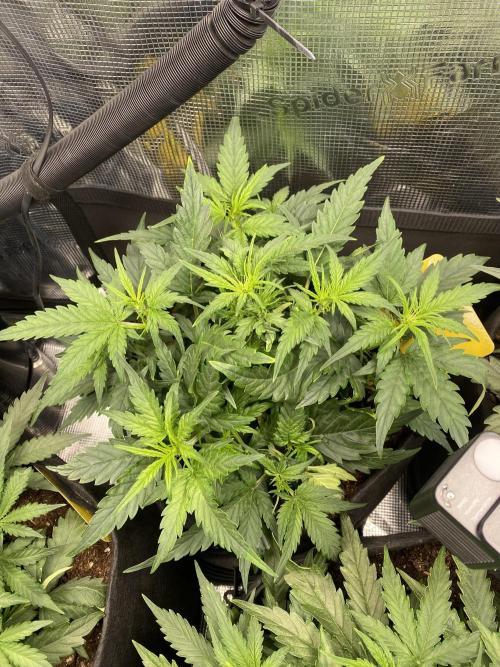 1/2026 auto. Week 4