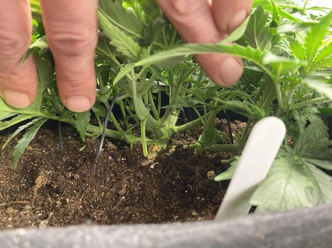 1/2026 auto. Week 4