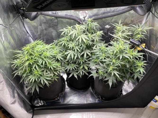 1/2026 auto. Week 5