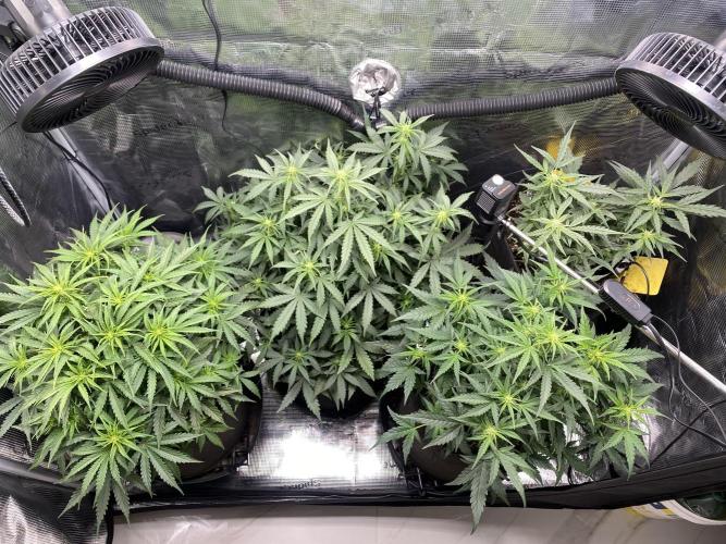 1/2026 auto. Week 5