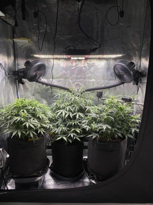1/2026 auto. Week 5