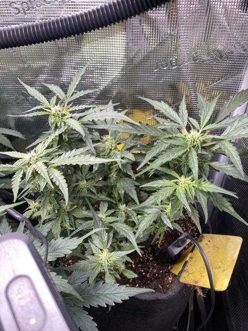 1/2026 auto. Week 5