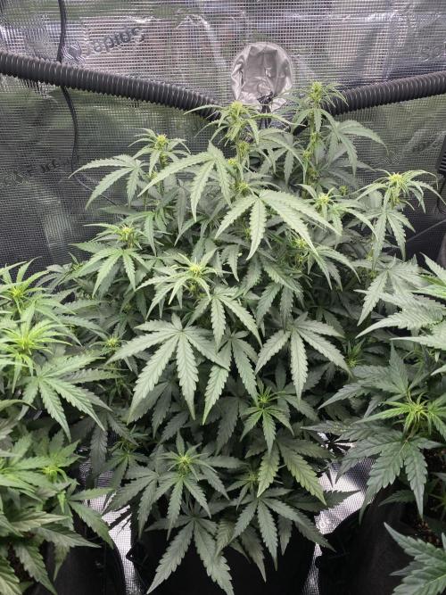 1/2026 auto. Week 5