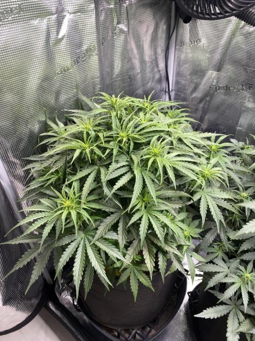 1/2026 auto. Week 5