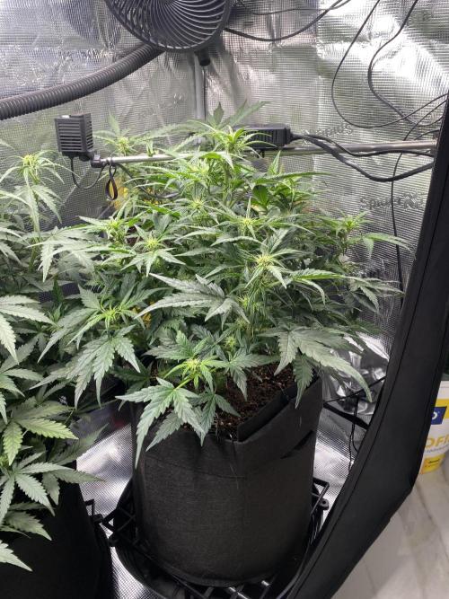 1/2026 auto. Week 5