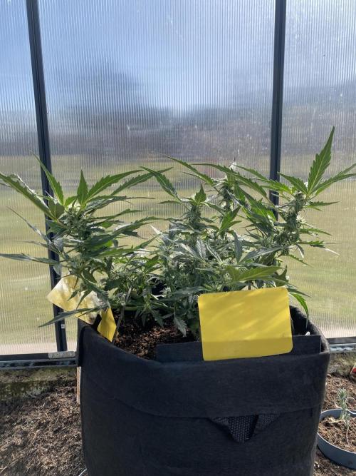 1/2026 auto. Week 5
