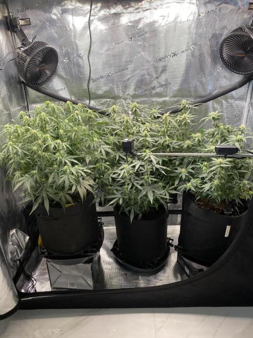 1/2026 auto. Week 6