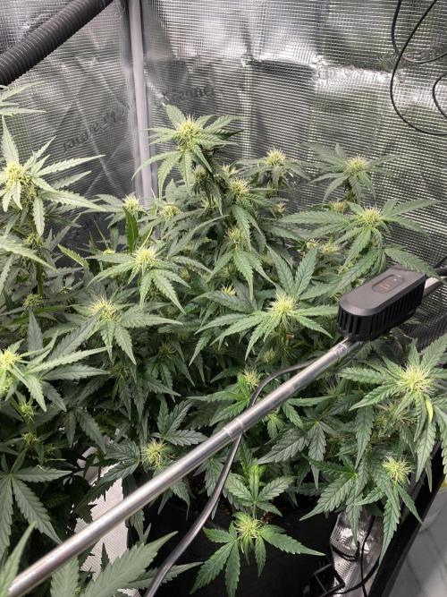 1/2026 auto. Week 6