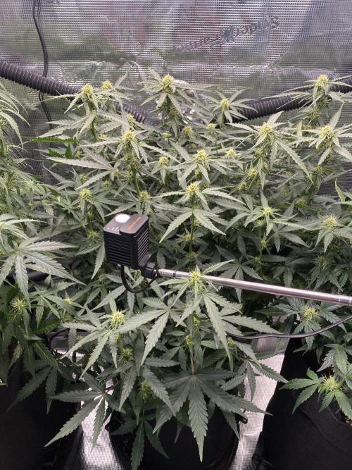 1/2026 auto. Week 6