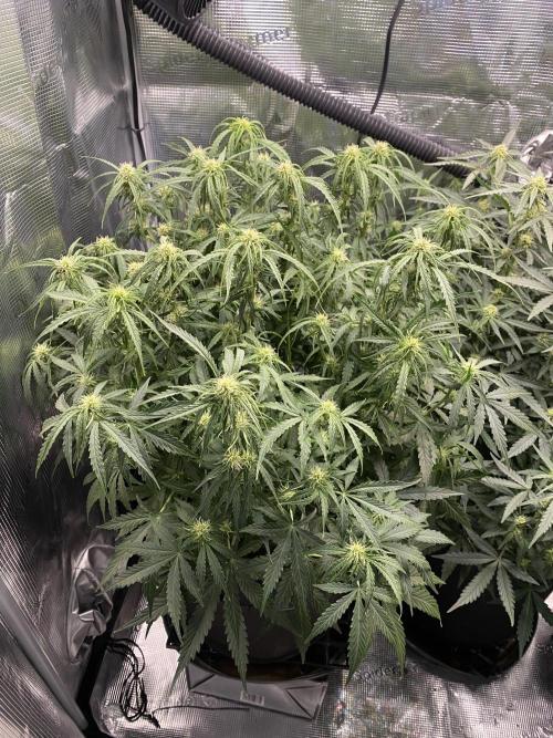 1/2026 auto. Week 6
