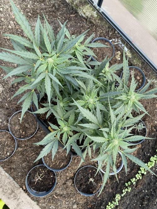 1/2026 auto. Week 6
