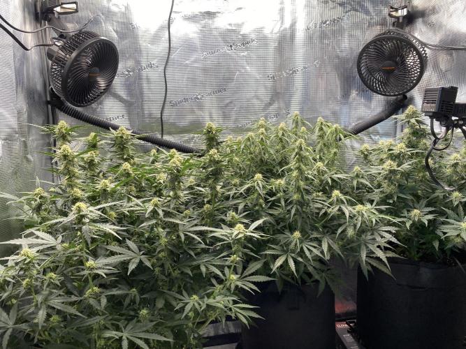 1/2026 auto. Week 7