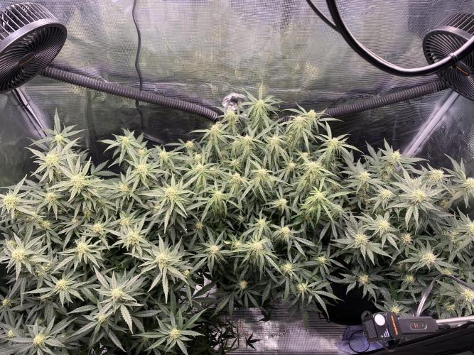 1/2026 auto. Week 7