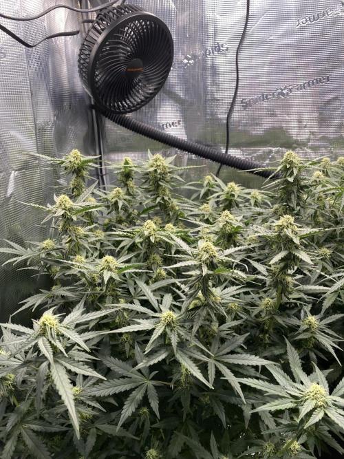 1/2026 auto. Week 7
