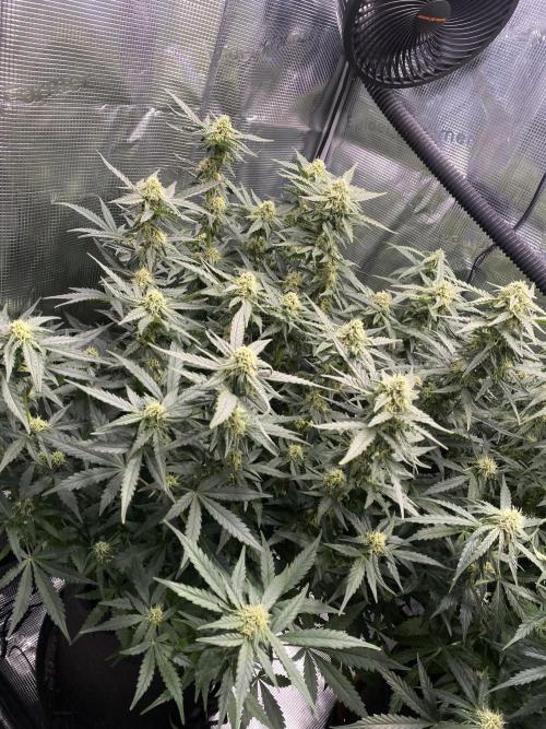 1/2026 auto. Week 7