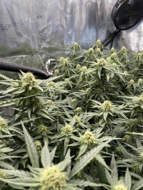1/2026 auto. Week 7