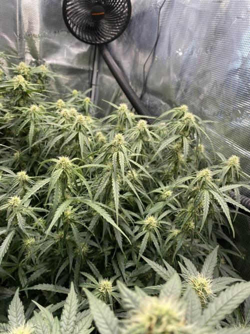 1/2026 auto. Week 7
