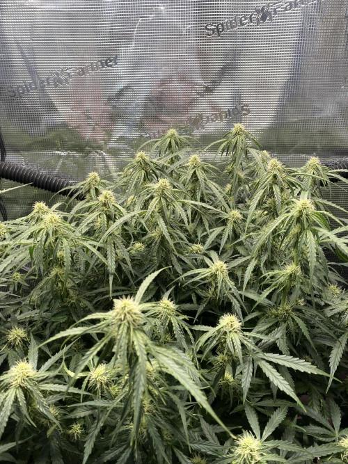1/2026 auto. Week 7