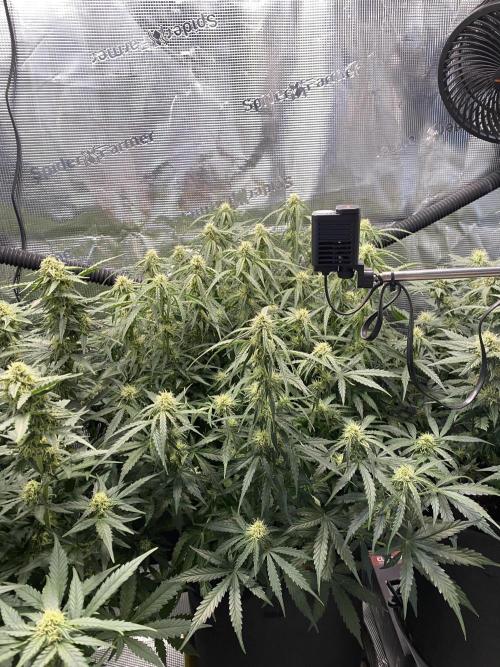 1/2026 auto. Week 7