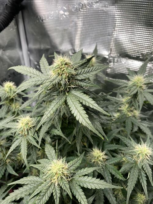 1/2026 auto. Week 7
