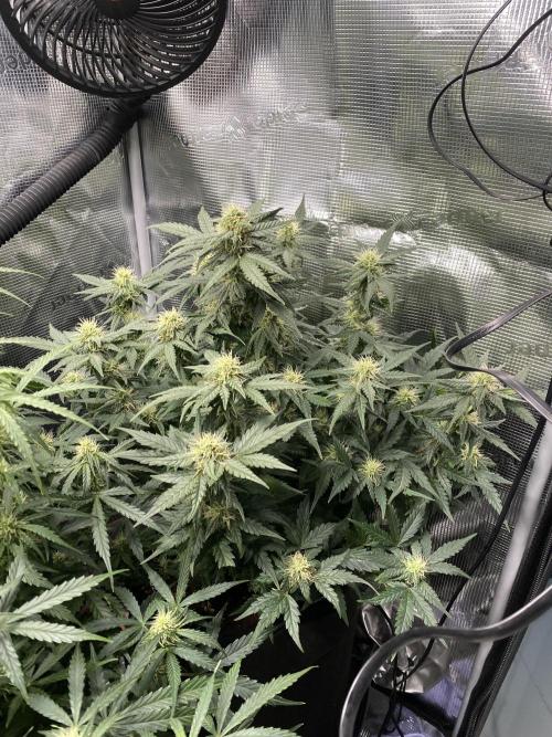 1/2026 auto. Week 7