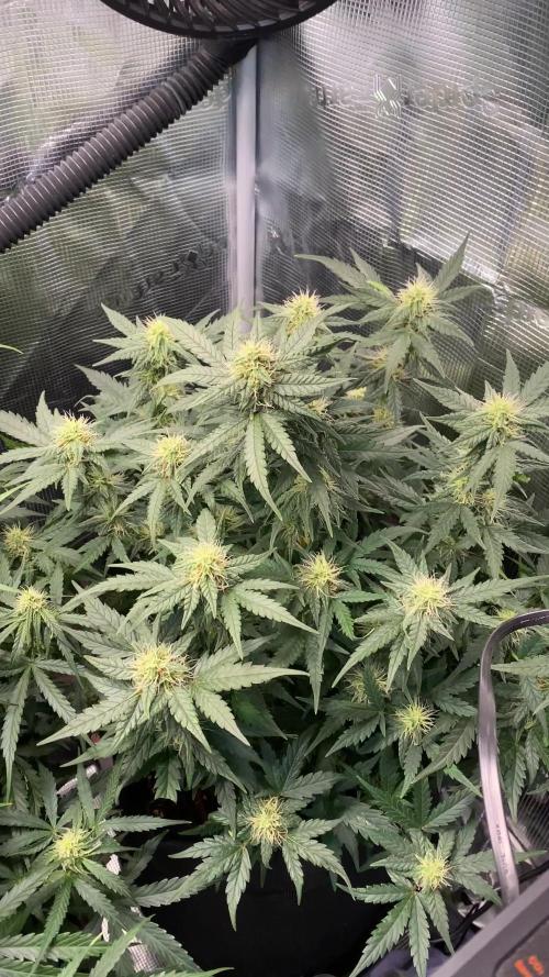 1/2026 auto