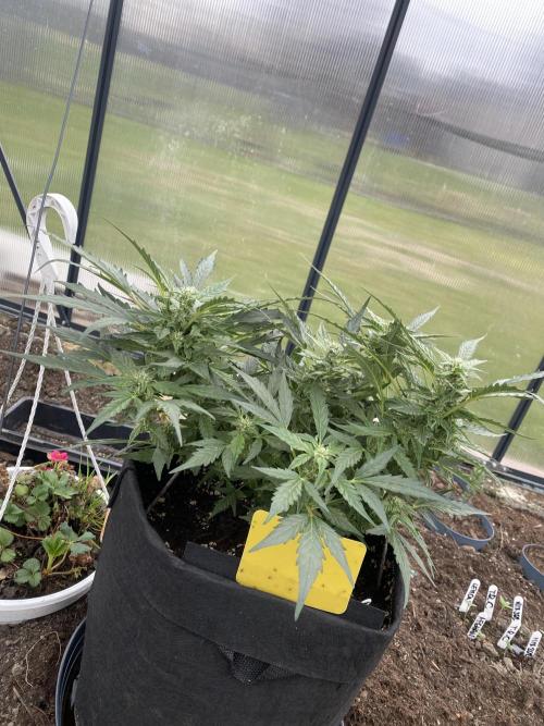 1/2026 auto. Week 7