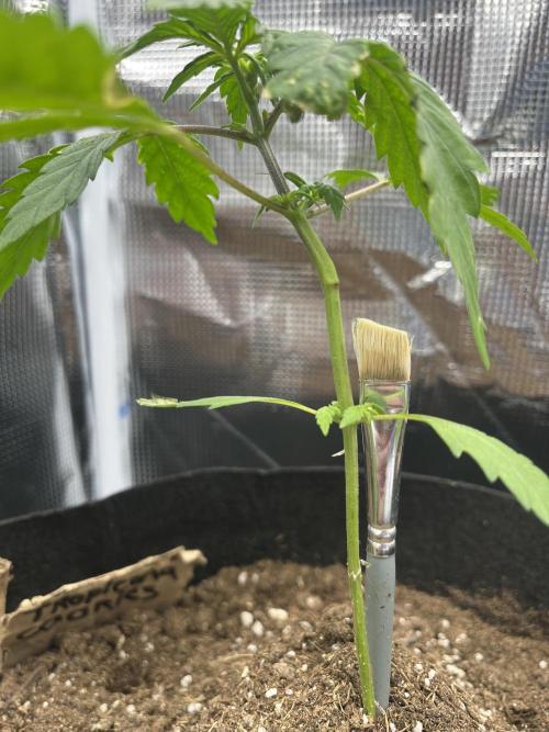 Help me. Week 5 - Tropicana 