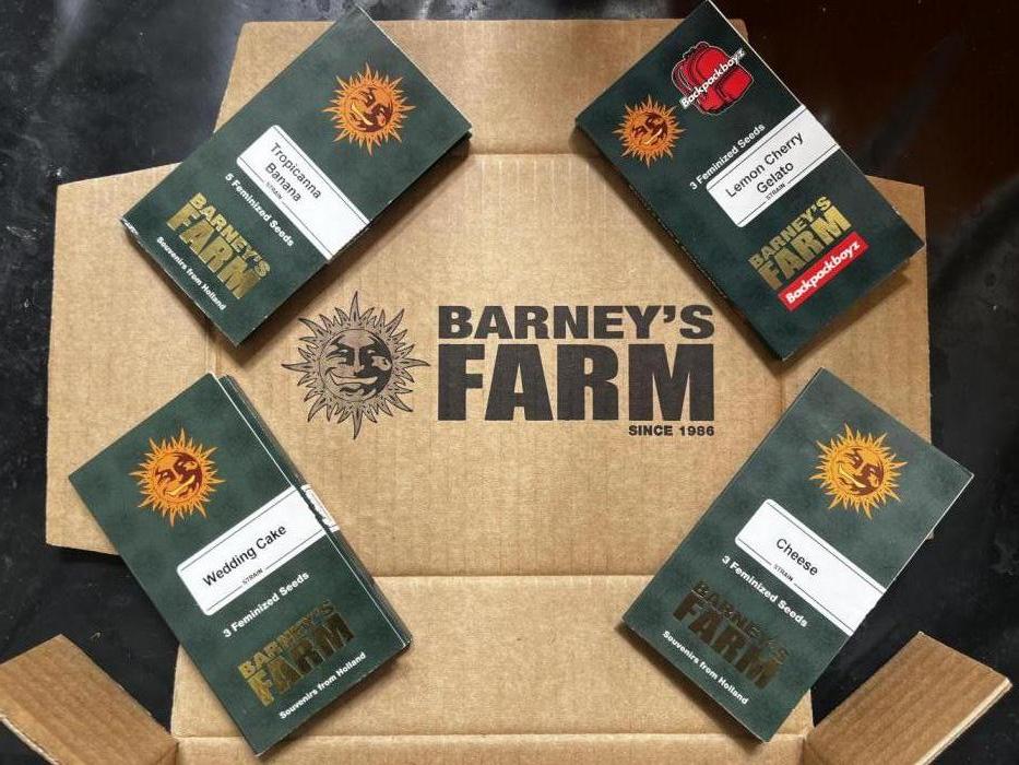 Barney‘s 4 Strain Grow 2025. Week 0