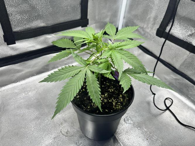 Franco’s Lemon Cheese. Week 4 - Topping