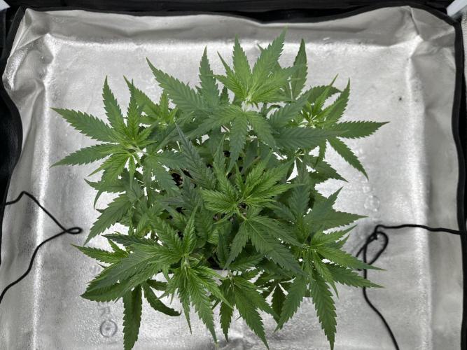 Franco’s Lemon Cheese. Week 6