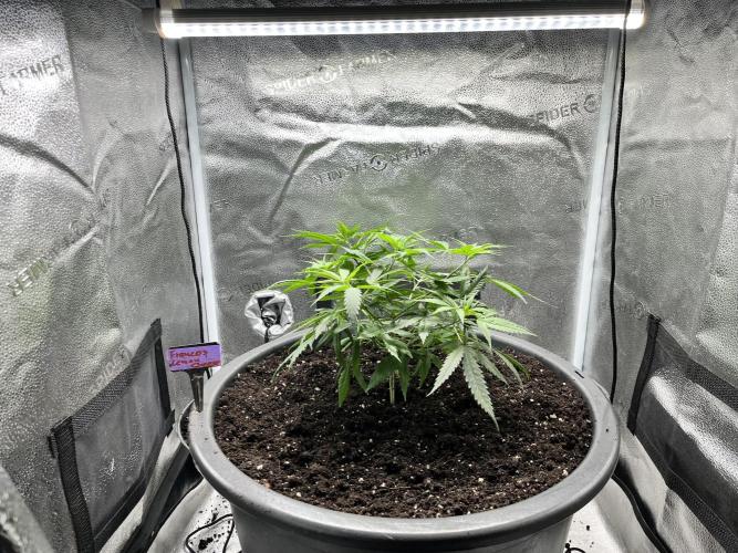 Franco’s Lemon Cheese. Week 7