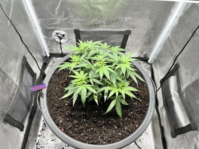 Franco’s Lemon Cheese. Week 7