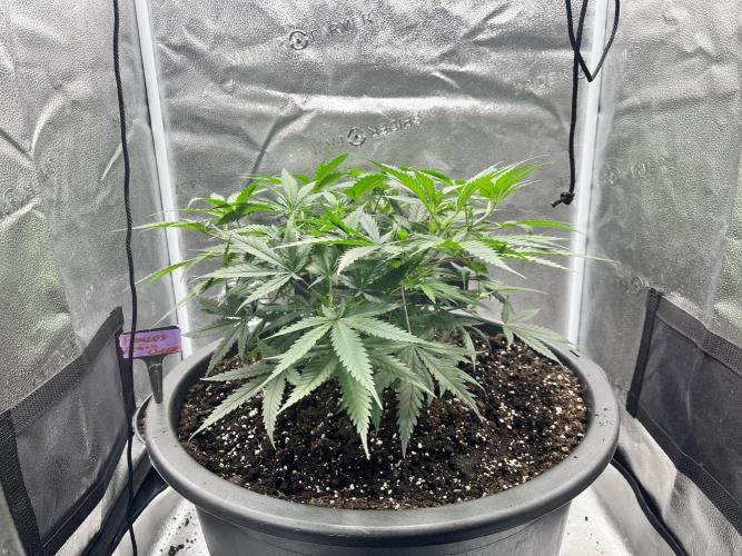 Franco’s Lemon Cheese. Week 7